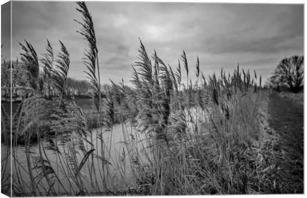 Riverside reeds bw Canvas Print by Chris Yaxley