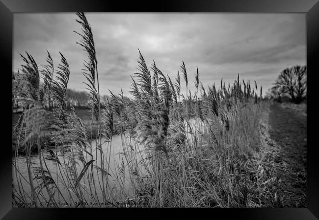 Riverside reeds bw Framed Print by Chris Yaxley