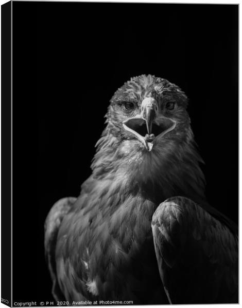 Eagle Canvas Print by P H