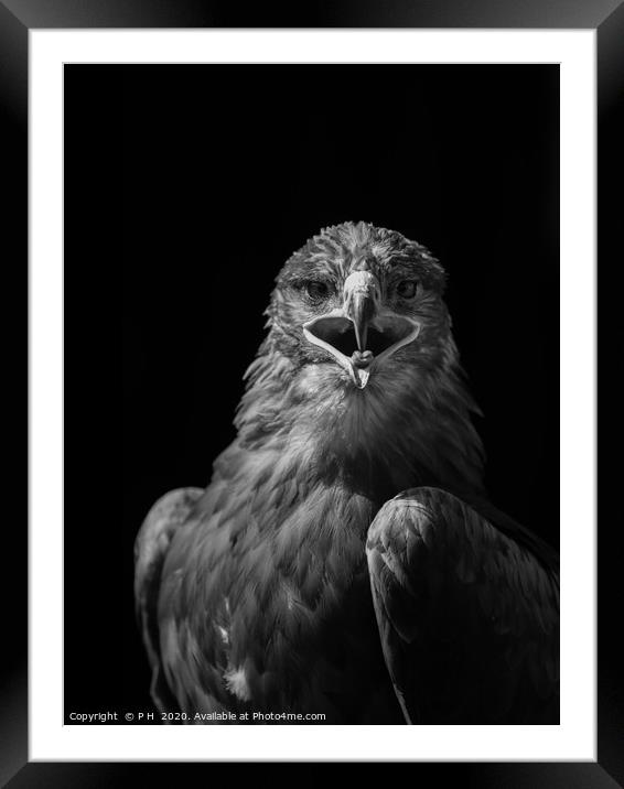 Eagle Framed Mounted Print by P H