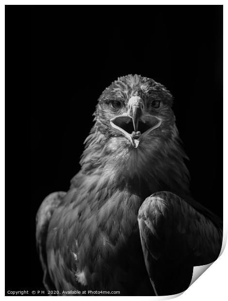 Eagle Print by P H