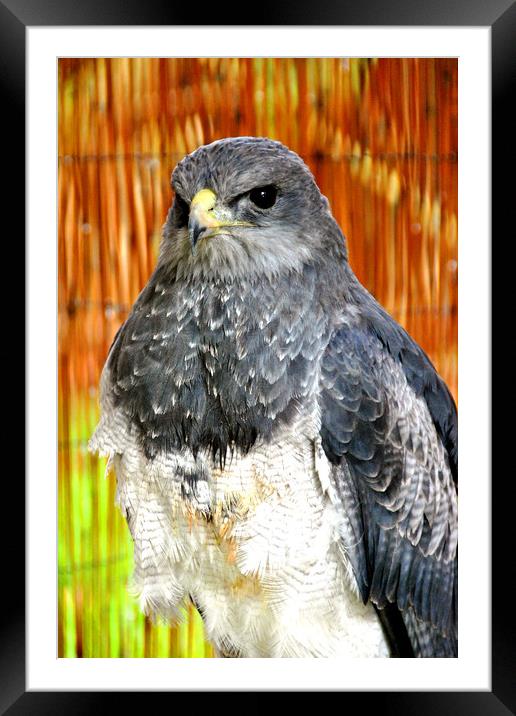 Chilean Eagle Black Chested Buzzard Framed Mounted Print by Andy Evans Photos