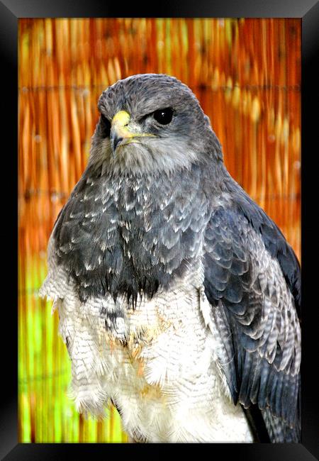 Chilean Eagle Black Chested Buzzard Framed Print by Andy Evans Photos