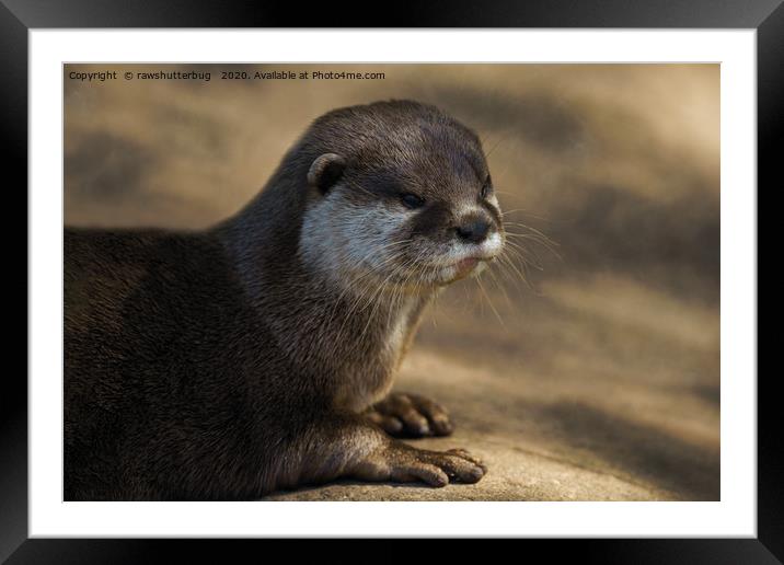 Otter Close-Up Framed Mounted Print by rawshutterbug 