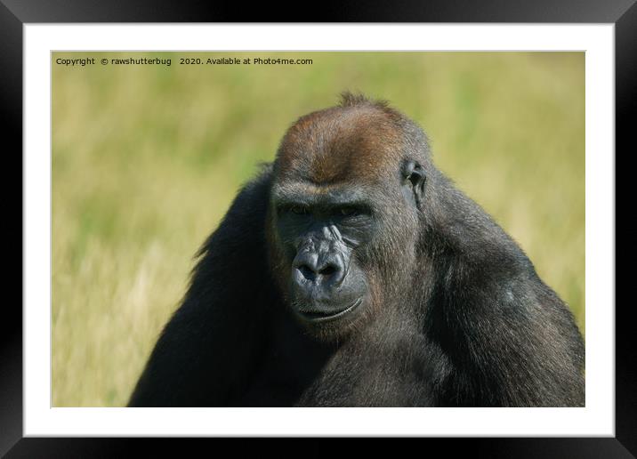 Gorilla Lope Watchful Eyes Framed Mounted Print by rawshutterbug 