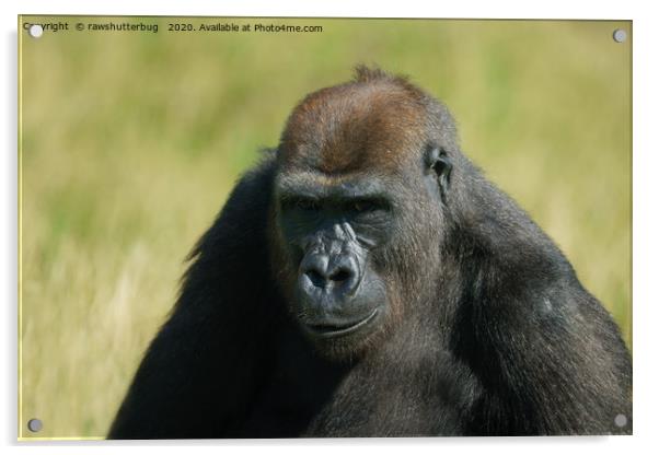 Gorilla Lope Watchful Eyes Acrylic by rawshutterbug 