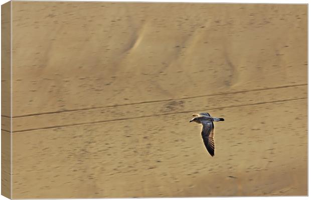 Seagull Flying Low over the Beach Canvas Print by Jeremy Hayden