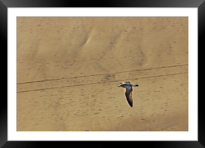 Seagull Flying Low over the Beach Framed Mounted Print by Jeremy Hayden