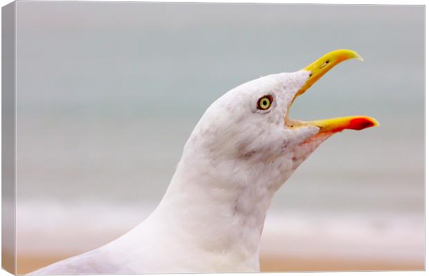 Hungry Seagull with an Open Beak Canvas Print by Jeremy Hayden