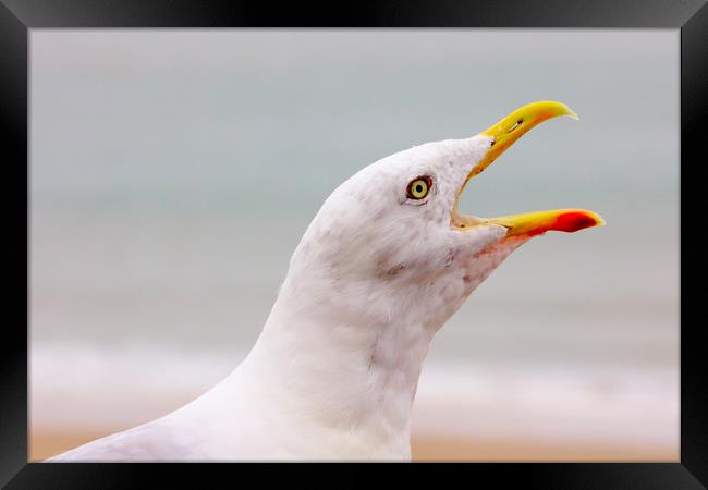 Hungry Seagull with an Open Beak Framed Print by Jeremy Hayden