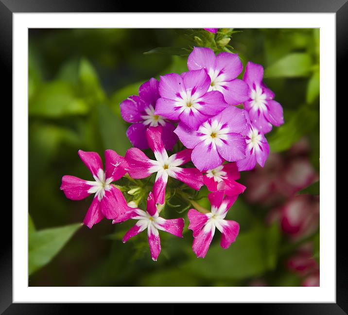 pink flower Framed Mounted Print by Hassan Najmy