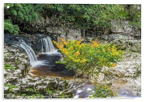 Linton Falls near Grassington Yorkshire Dales Acrylic by Nick Jenkins