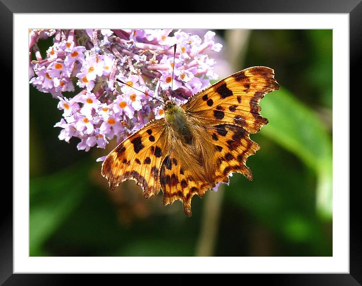 Comma feeding Framed Mounted Print by susan potter