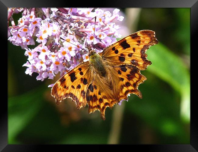 Comma feeding Framed Print by susan potter