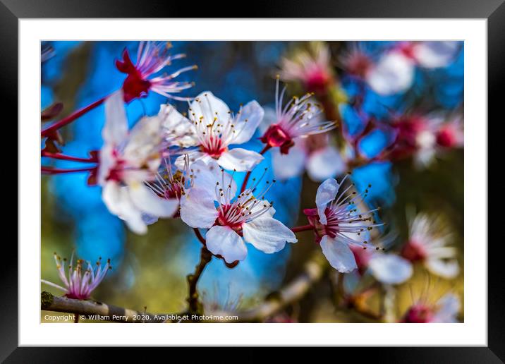Pink Cherry Plum Blossom Blooming Macro Washington Framed Mounted Print by William Perry