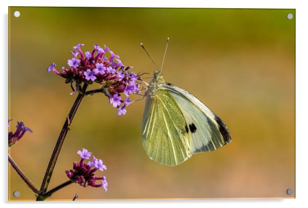 Large White Butterfly. Acrylic by Colin Allen