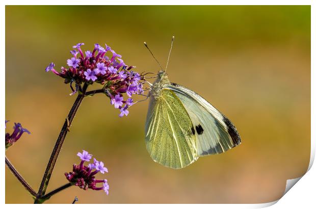 Large White Butterfly. Print by Colin Allen