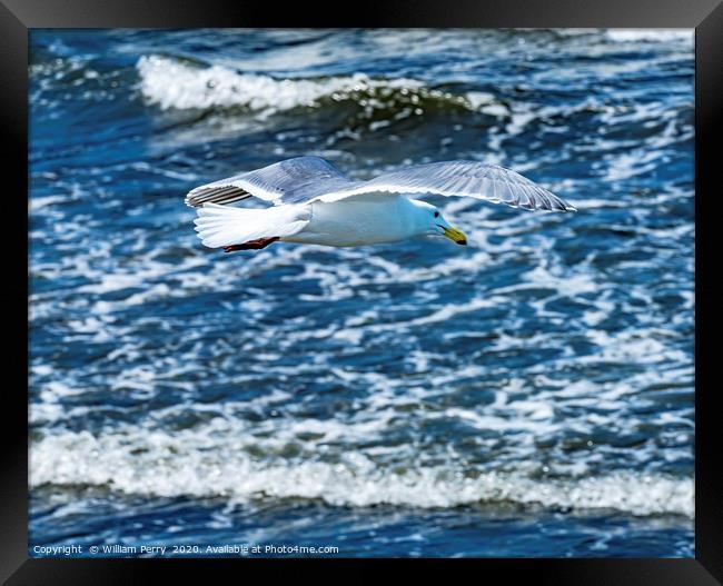 Seagull Flying Over Waves North Beach Park Edmonds Framed Print by William Perry