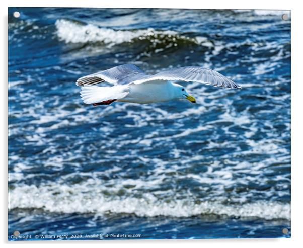 Seagull Flying Over Waves North Beach Park Edmonds Acrylic by William Perry