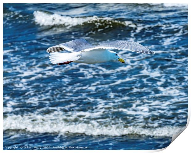 Seagull Flying Over Waves North Beach Park Edmonds Print by William Perry