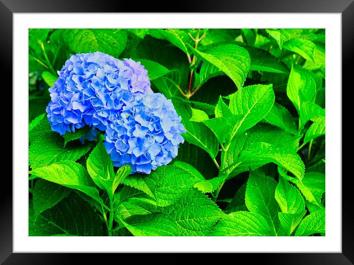 Blue Hydrangea Blooms on Wet Green Leaves Framed Mounted Print by Darryl Brooks