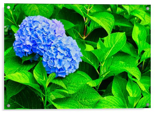 Blue Hydrangea Blooms on Wet Green Leaves Acrylic by Darryl Brooks