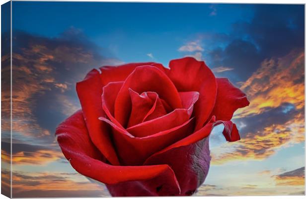 Dark Red Rose on Sunrise Canvas Print by Darryl Brooks