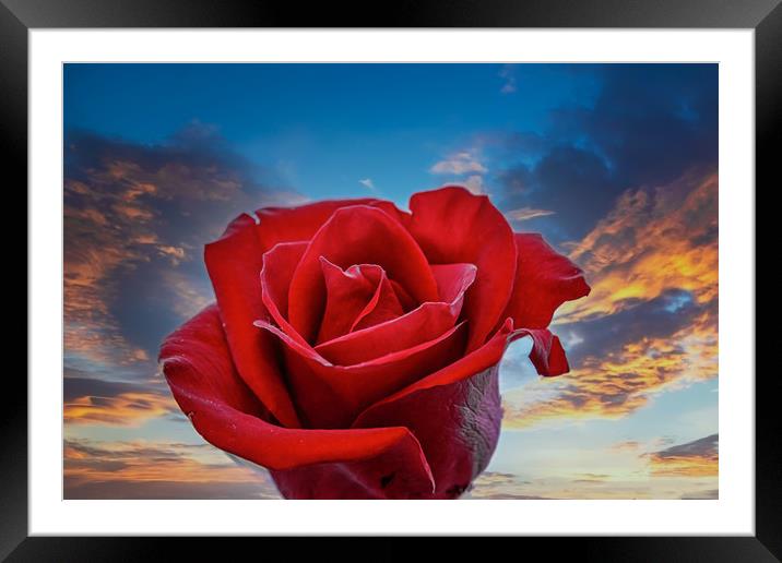 Dark Red Rose on Sunrise Framed Mounted Print by Darryl Brooks