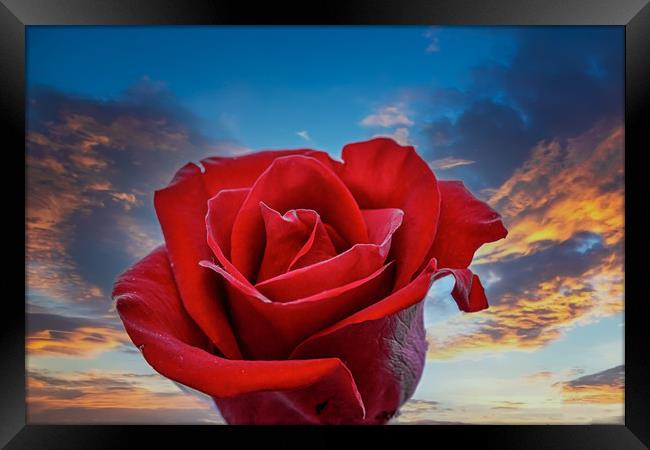 Dark Red Rose on Sunrise Framed Print by Darryl Brooks