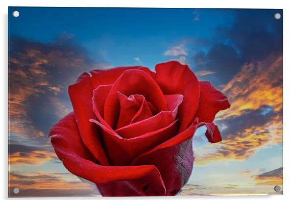 Dark Red Rose on Sunrise Acrylic by Darryl Brooks