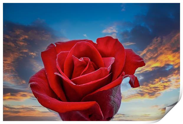 Dark Red Rose on Sunrise Print by Darryl Brooks