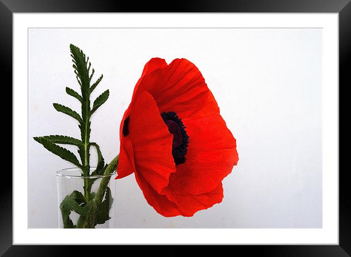 Red Poppy against white Framed Mounted Print by Rob Hawkins