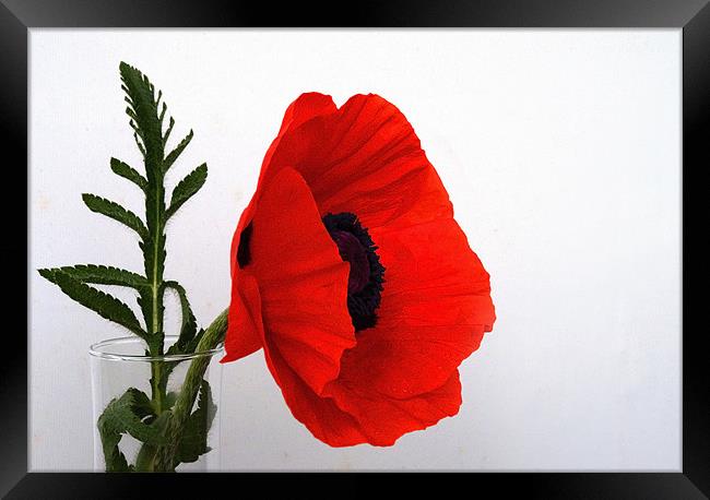 Red Poppy against white Framed Print by Rob Hawkins