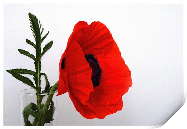 Red Poppy against white Print by Rob Hawkins