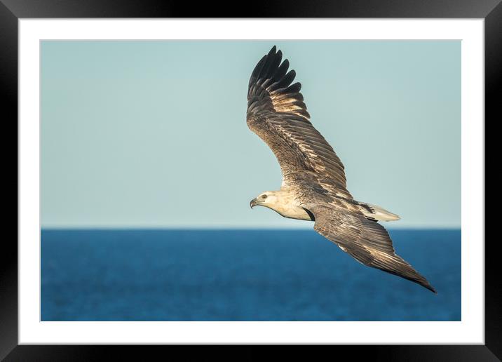 Where Eagles Soar Framed Mounted Print by Pete Evans