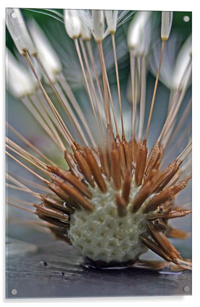 Dandelion seed head Acrylic by Doug McRae