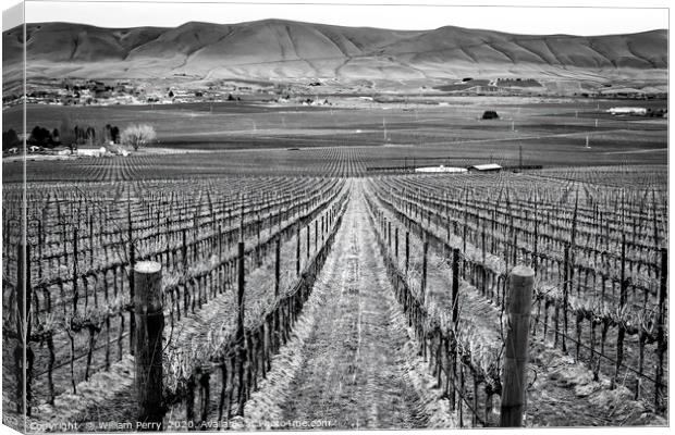 Black and White Winter Vineyards Red Mountain Wash Canvas Print by William Perry