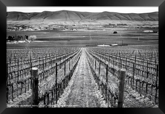 Black and White Winter Vineyards Red Mountain Wash Framed Print by William Perry