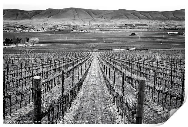 Black and White Winter Vineyards Red Mountain Wash Print by William Perry