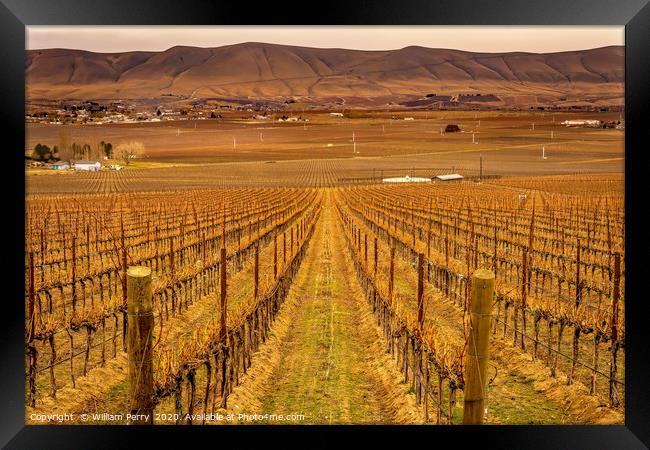 Winter Vineyards Red Mountain Benton City Washington Framed Print by William Perry