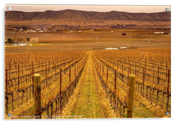 Winter Vineyards Red Mountain Benton City Washington Acrylic by William Perry