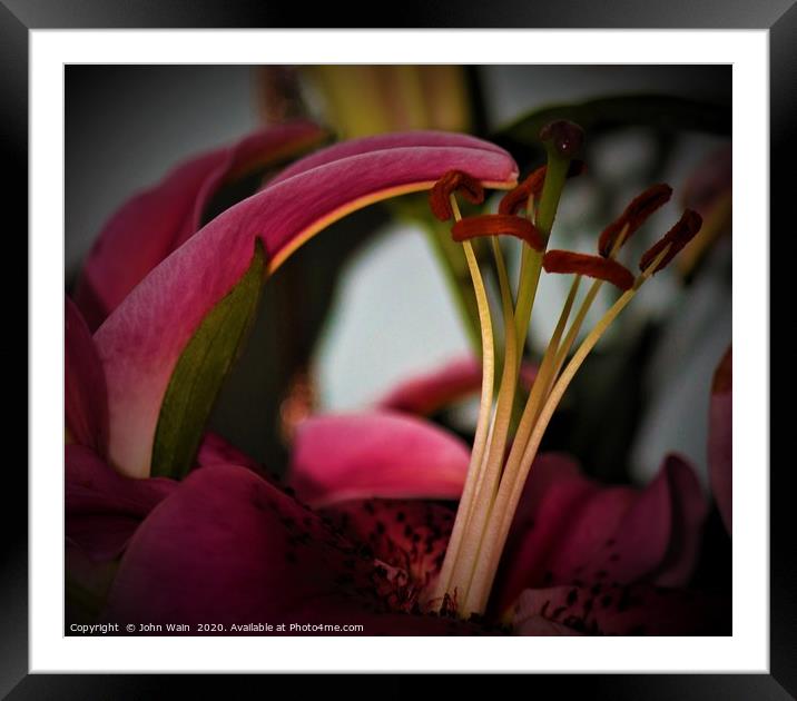 Oriental Lily (Digital Art)  Framed Mounted Print by John Wain