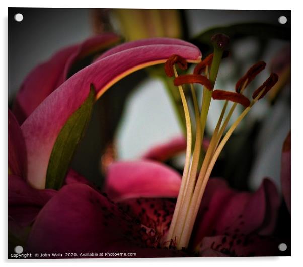 Oriental Lily (Digital Art)  Acrylic by John Wain