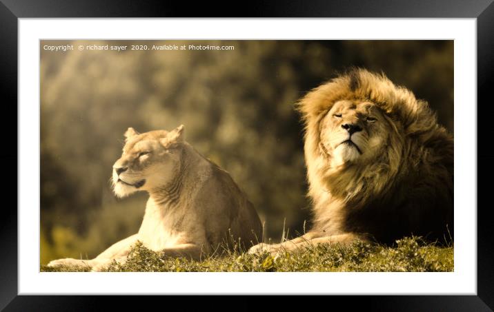 The Regal Pair Framed Mounted Print by richard sayer