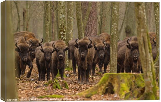 Herd of Wild European Bison Canvas Print by Jenny Hibbert