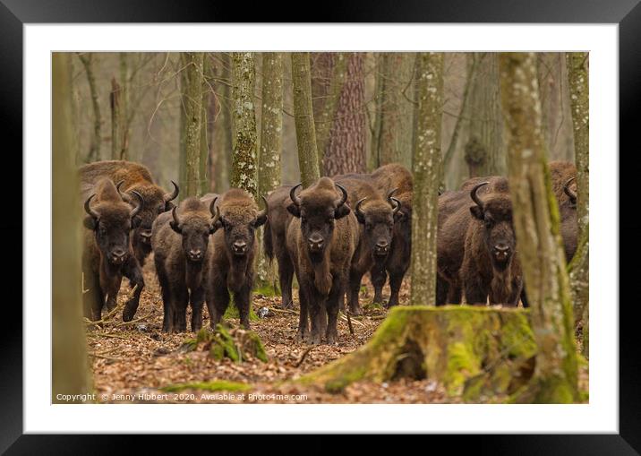 Herd of Wild European Bison Framed Mounted Print by Jenny Hibbert