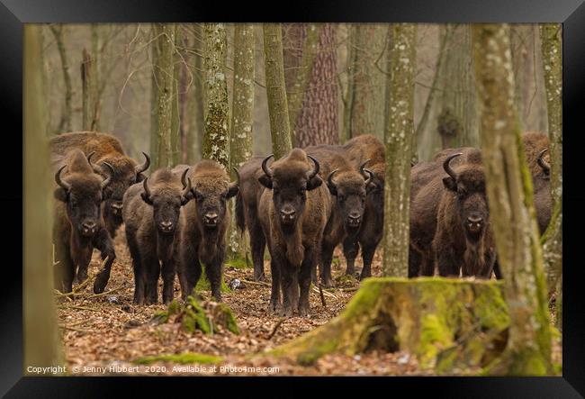 Herd of Wild European Bison Framed Print by Jenny Hibbert