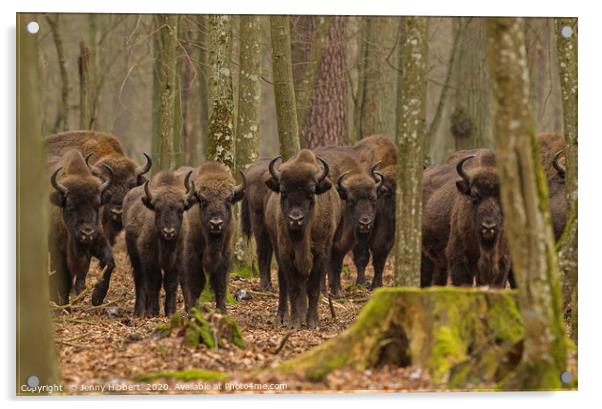 Herd of Wild European Bison Acrylic by Jenny Hibbert