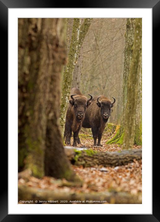 Wild European Bison peering out of forest Bialowie Framed Mounted Print by Jenny Hibbert