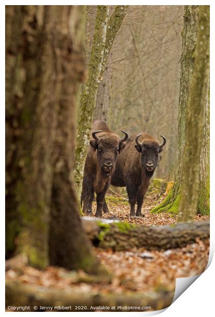Wild European Bison peering out of forest Bialowie Print by Jenny Hibbert